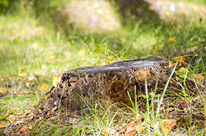Stump that needs to be removed by a Smithville tree company