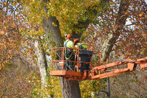 Two Smithville tree company experts in a bucket truck inspecting a tree planning the servvice of pruning