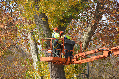 Two Smithville tree company experts in a bucket truck inspecting a tree planning the servvice of pruning